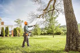 How Our Tree Care Process Works  in Grandview Heights, OH